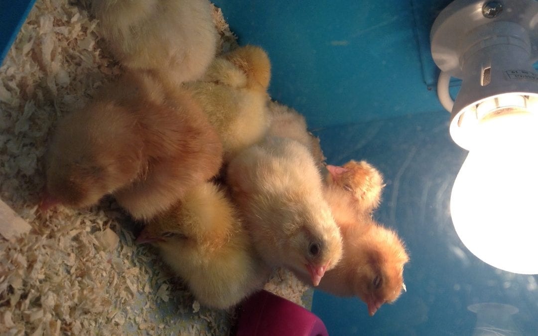 The Chicks!